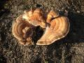 Foto 4 verkleind
